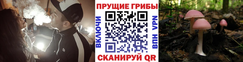 Псилоцибиновые грибы Cubensis  Артёмовск 